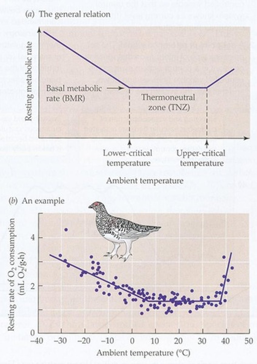 <p>Through involuntary isometric contractions of antagonistic skeletal muscles that consume ATP without generating physical work.</p>