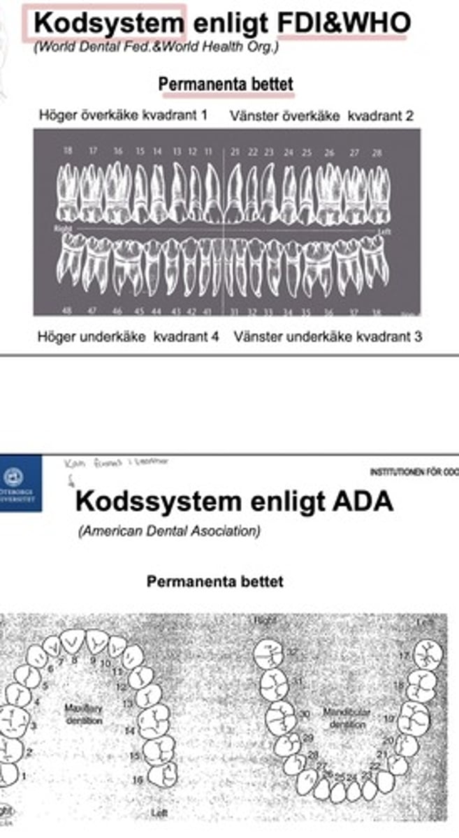 <p><strong>FDI och WHO</strong> är det mest kända och används i ex Sverige (EU). </p><p>I detta system delas tänderna in i 4 olika kvadranter (1-4) och får också en siffra mellan 1-8 beroende på var i kvadranten de sitter. </p><p>1:a kvadranten - högra överkäke </p><p>2:a kvadranten - vänstra överkäke</p><p>3:e kvadranten - vänstra underkäke</p><p>4:e kvadranten - högra underkäke </p><p></p><p><strong>ADA </strong>ett annat system används i USA och Storbritannien.</p><p>I det permanenta bettet benämns de i kronologisk ordning (1-32)</p><p>Tand 1 är tanden längst bak i högra maxillan (alltså 18).</p><p>Tand 32: längst in i högra underkäke (48) </p><p>Det primära bettet benämns på samma sätt fast med bokstäverna A-T</p>