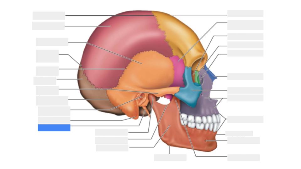 <p>Label the blue highlight</p>