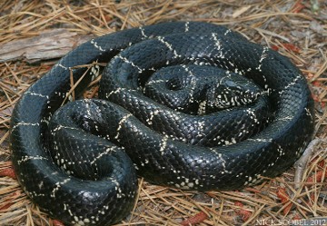 <p>generalist; Ridge and Valley; black with cream colored chain-like pattern; smooth scales</p>