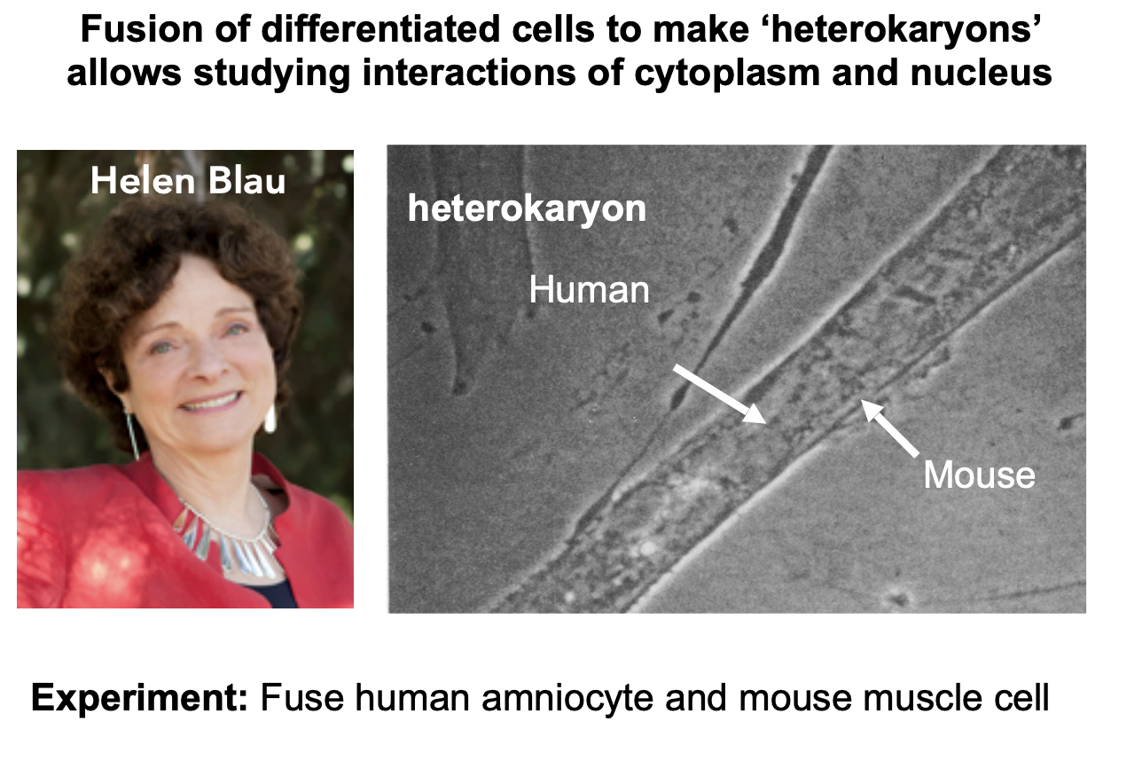 <ul><li><p>Aminocyte→ undifferentiated cell i think?</p></li><li><p>Put into the cytoplasm of a mouse muscle</p></li><li><p>the human aminiocyte now extresess its <strong>own</strong> muscle stuff</p></li><li><p>So has switched on the muscle genes in the huamn from stuff in the mouse cytoplasm</p></li></ul><p></p>