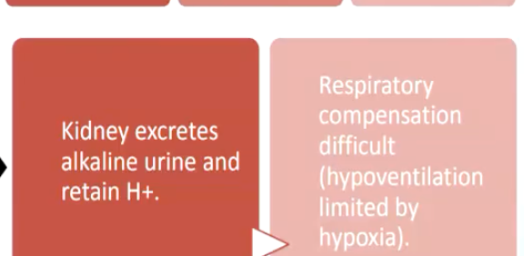 <p>Blood conc. Of HCO3 is > 26mEq/L.</p><p>⢠Severe vomiting = loss of stomach acid or heavy ingestion of antacids.</p><p>⢠Severe dehydration.</p><p>⢠Excess antacids & alkaline drugs.</p><p>⢠Hyperaldosteronism (endocrine disorders).</p>