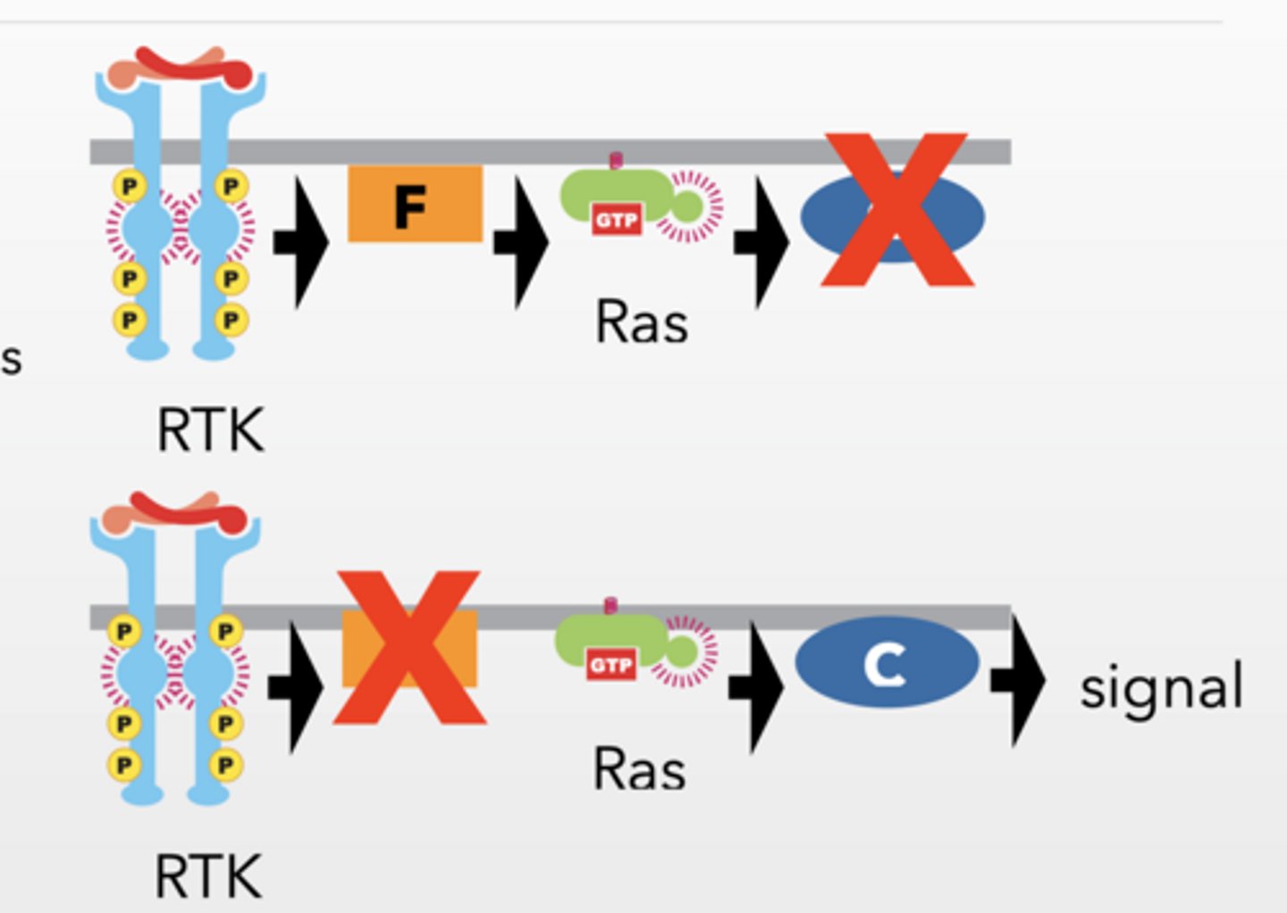 <p>RTK → F → Ras → C → MAPK → cell division</p><p>WITH CONSTITUITIVE Ras</p><p>Mutation stops signaling</p><p>Protein is REQUIRED</p><p>Overactive upstream rescues THEN</p><p>Protein is UPSTREAM</p><p>Overactive upstream does NOT rescue THEN</p><p>Protein is DOWNSTREAM</p><p>Constitutively active upstream proteins bypass upstream defects but not downstream defects.</p>