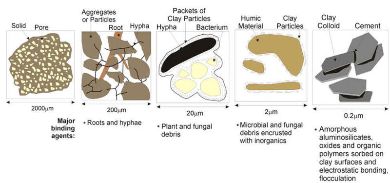 <p>inorganic aggregate formation enhanced by organic microbial gums/slimes</p><p>→ held together by polysaccharides metabolites</p><p>→ additionally binding from fungal hyphae/plant roots</p><p>→ more clay; intact </p><p>→ less less: fragile</p>