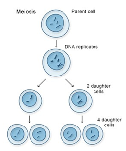 <ul><li><p>joining of chromosomes from both biologic parents forms a new individual with “shuffled” chromosomes </p></li><li><p>joining of sperm and ovum creates a diploid cell with 46 chromosomes (23 from dad, 23 from mom)</p></li><li><p>this diploid cell goes through meiosis to shuffle genetic material and form 4 haploid daughter cells with 23 chromosomes </p></li></ul><p></p>