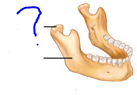 <p>Projections that help to form joints</p><ul><li><p>rounded articular projection</p></li></ul>
