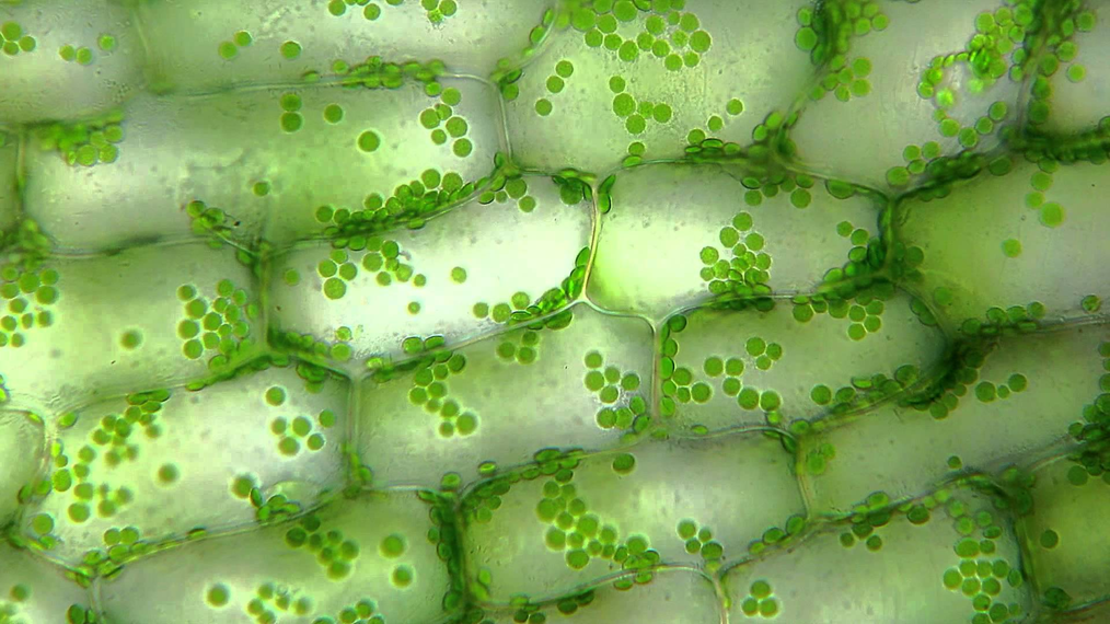 <p>Function of chloroplasts</p>