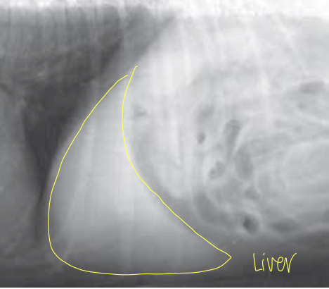 <p>what type of dog is this?</p>