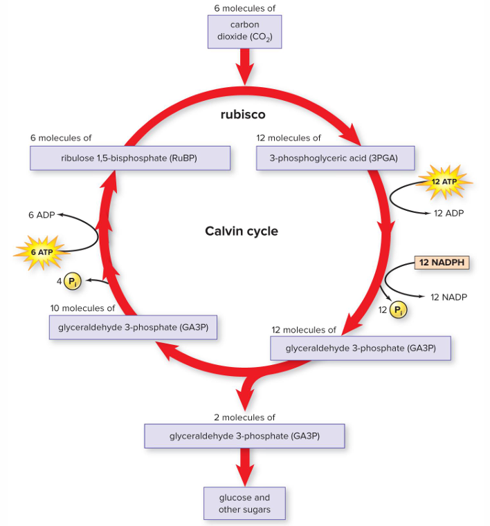 <p>Carbon dioxide combine RuBP (ribulose bisphosphate) and then combined molecules are converted to sugars (glucose). Energy furnished from ATP and NADPH produced during light-dependent reactions</p>