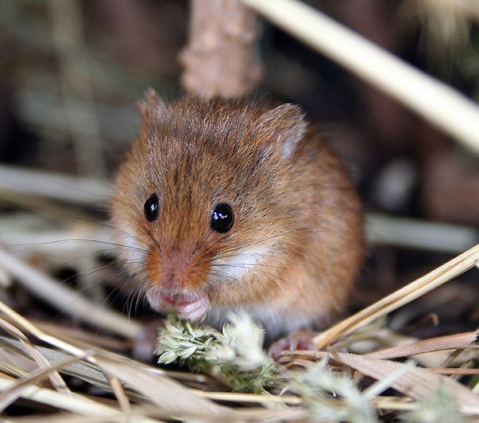 <p>Eastern harvest mouse</p>