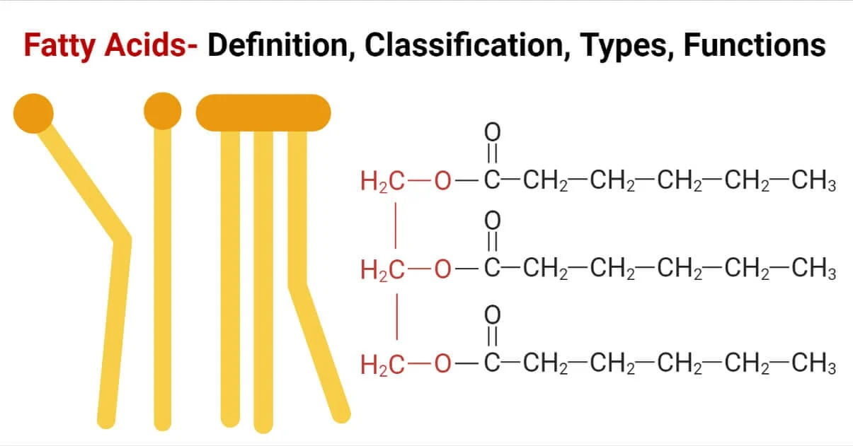 <p>Made of fatty acids and glycerol backbones. Used to store long term energy, insulate the body, synthesizes hormones, and ensures the proper function of cell membranes.</p><ul><li><p>two types of fats</p></li></ul><p></p>