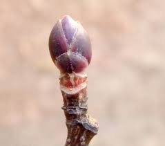 <p>What type of Bud Scale is this?</p>