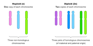 <p>What is a chromosome, a haploid, and a diploid?</p>