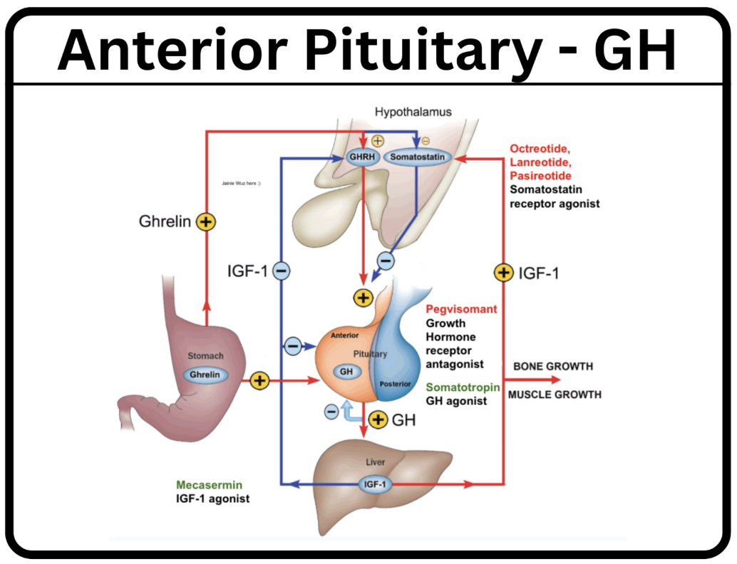 <p>Growth hormone antagonists can be used to treat acromegaly, by blocking the GH pathway. Which of the following is NOT a Growth hormone antagonists??</p><p>A.	Bromocriptine - D2 agonist </p><p>B.	Lanreotide - Somatostatin agonist </p><p>C.	Octreotide - Somatostatin agonist </p><p>D.	Pegvisomant - Growth hormone antagonist</p><p><strong>E.	Somatropin&nbsp;- growth hormone analogue </strong></p>