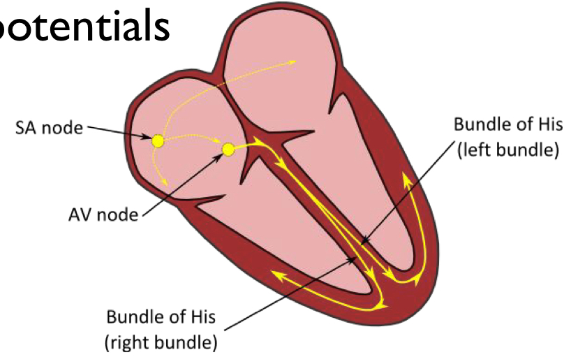<p>Specialized cells in the Sinoatrial (SA) node in the RA and the Atrioventricular (AV) node generate spontaneous action potentials that result in the stimulation and contraction of cardiac muscle cells</p>