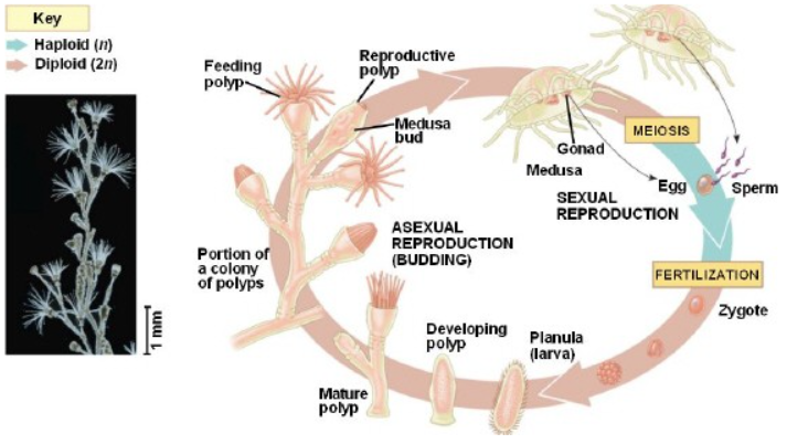 <p>This diagram represents the <strong><em><em></em></strong></em>_ life cycle of a <strong><em>_</em></strong>.</p>