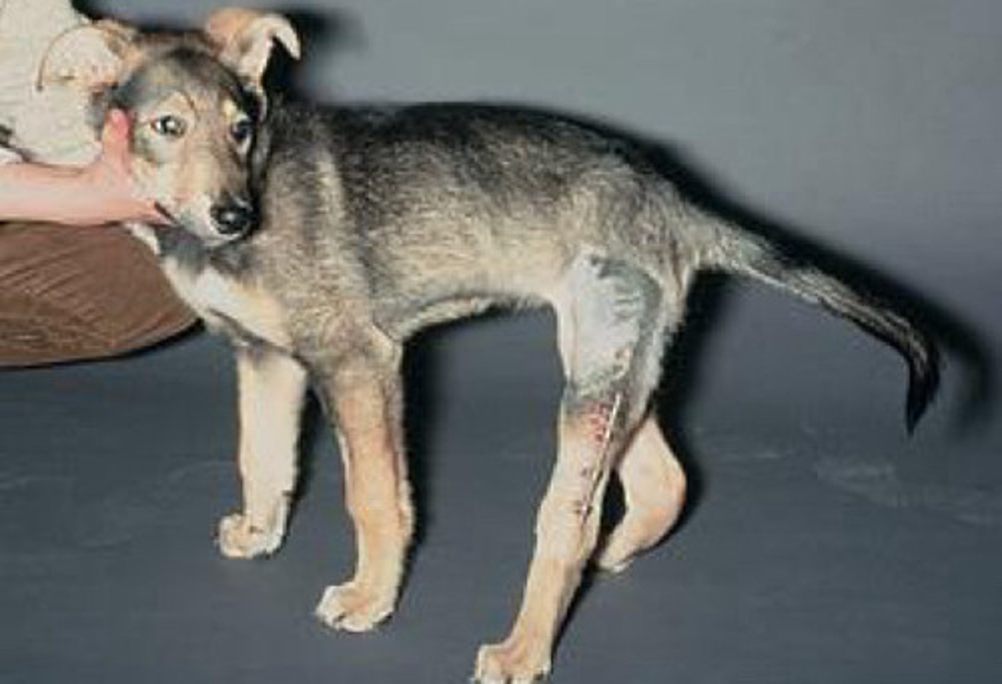 <p>Femoral quadricepts contracture</p><p>Typical signalment and history?</p><p>Predisposing factors?</p><p>How can you prevent it?</p><p>Signs?</p><p>Tx/prognosis?</p>