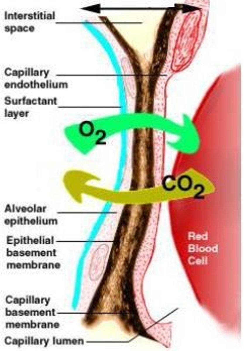 <p>Caused by relaxation of inspiratory muscles and contraction of internal intercostals; decreases rib cage size</p>