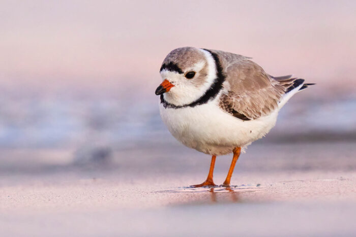 <p>Order:Charadriiformes Family:Charadriidae</p>