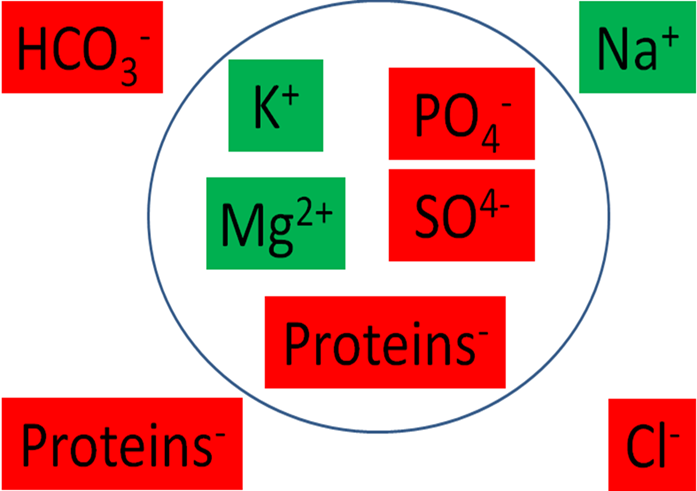 <p>what are the major anions and their location</p>