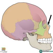 <p>Forms the bridge of the nose</p>