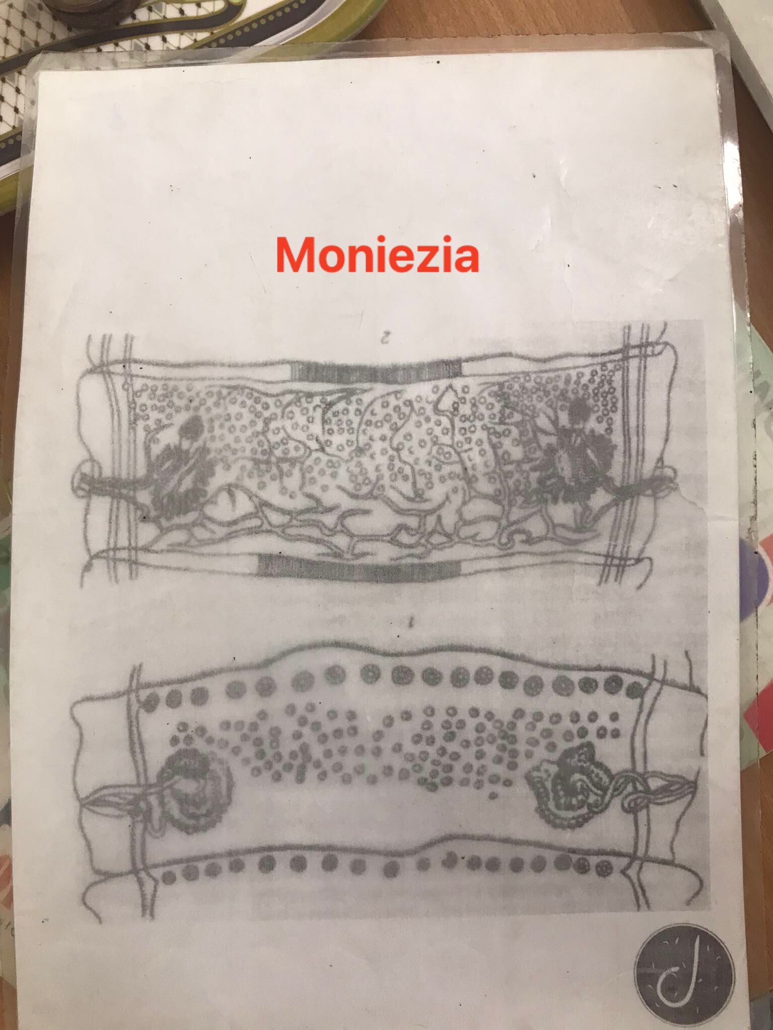 moniezia