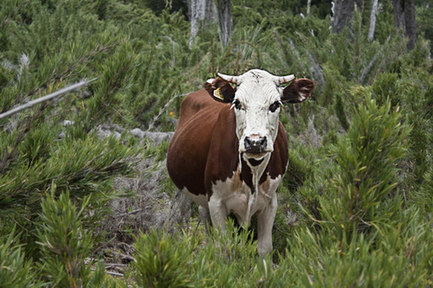 <p>la vaca</p>