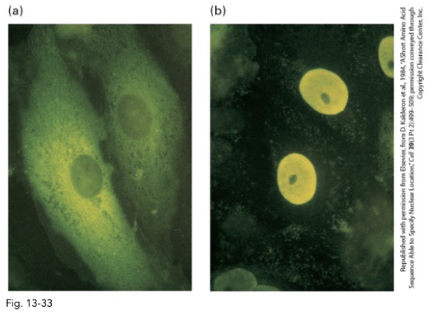 <p>what is the conclusion of this experiment?</p>