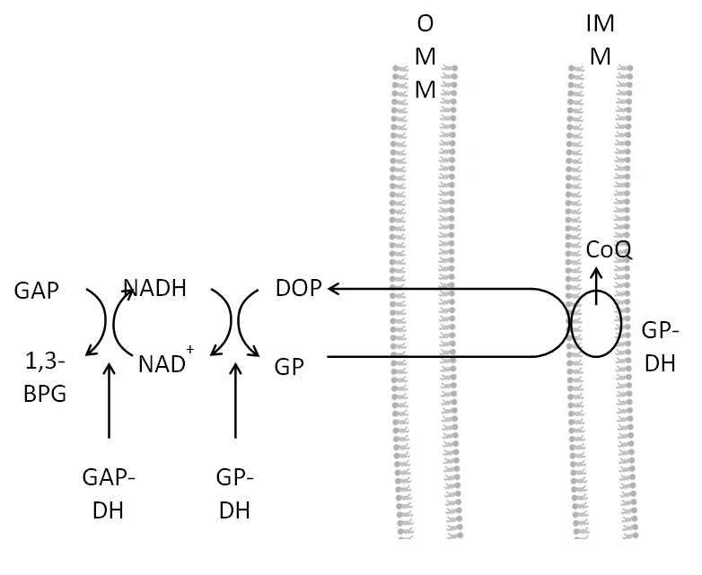 <p>The scheme refers to the glycerol phosphate shuttle</p>