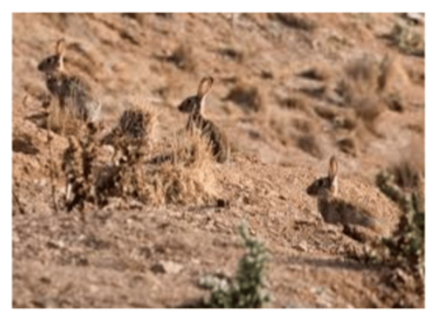 <p>Occurs when herbivores have no predators so populations of herbivores grow exponential and end up eating all of the producers within a specific area.</p>