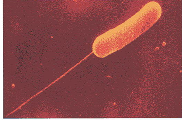 <p>single flagellum at one pole</p>