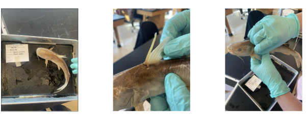 <p>What is the species name and common name of this vertebrate in Order Siluriformes and Family Ictaluridae (North American Freshwater Catfishes) </p>