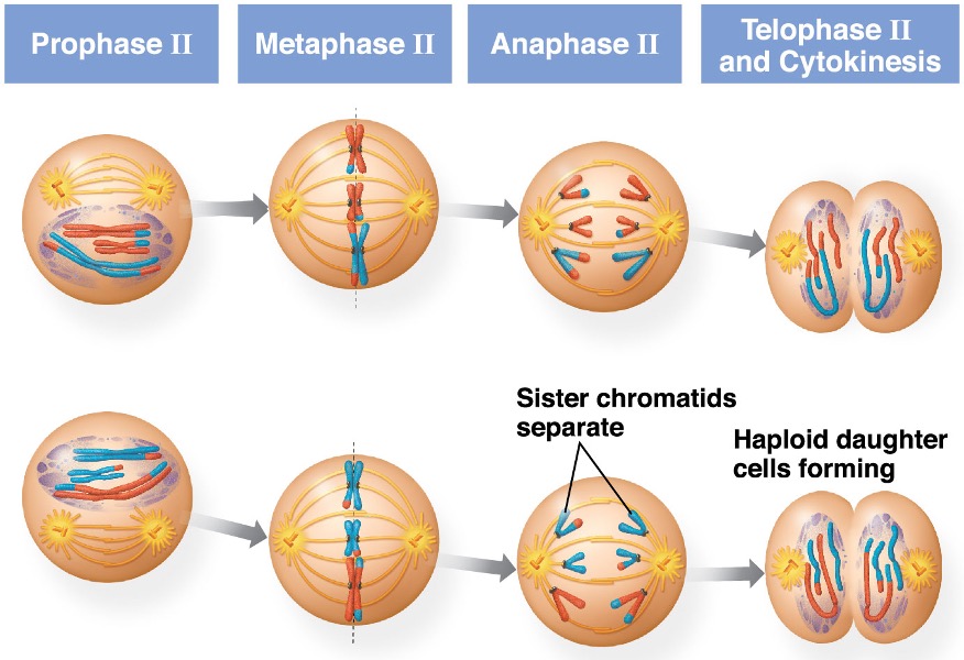 Sister chromatids separate, four haploid daughter cells result, containing unduplicated chromosomes
