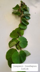 Cercidiphyllum japonicum