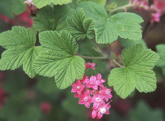 <p>-lobed leaves<br>-pink flowers</p>