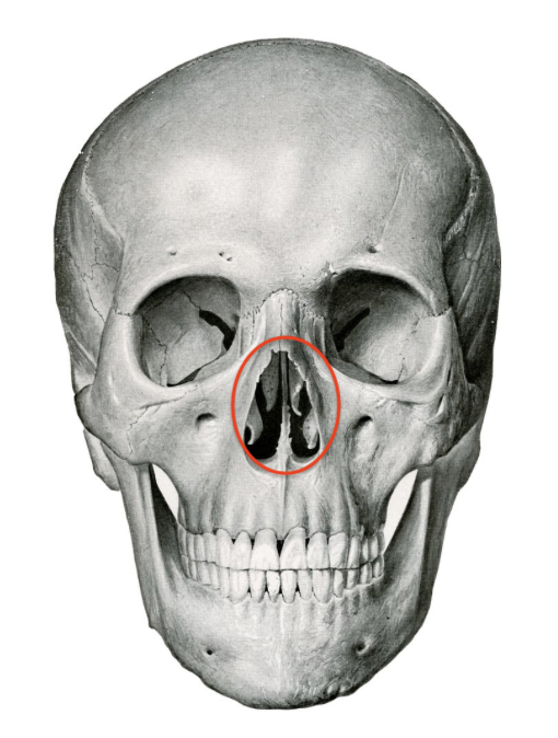 <p>what is this skull feature? </p>