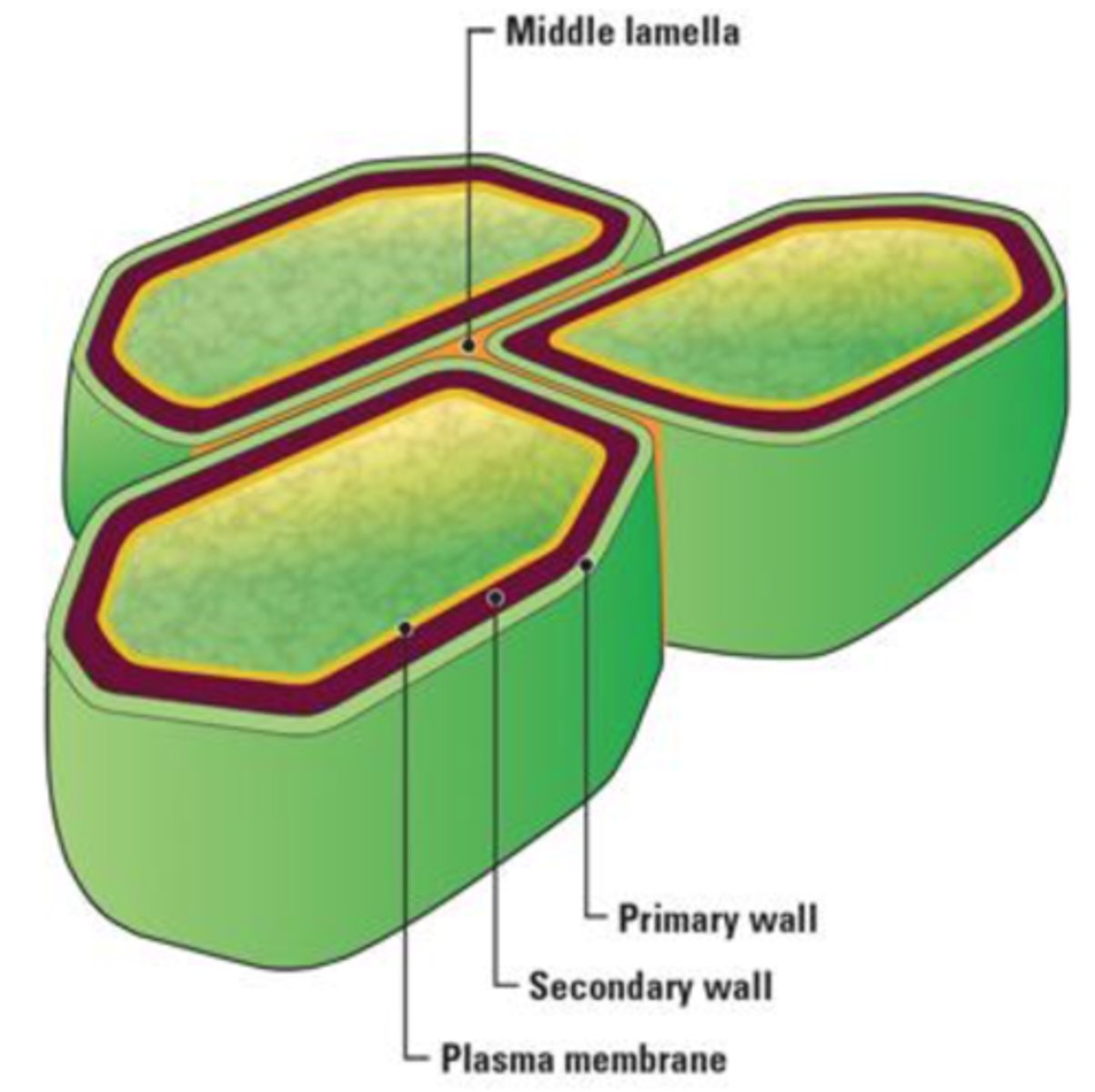 <p>- non-cellulosic</p><p>- in the primary wall of eudicots</p><p>- lacking from secondary walls</p><p>- hydrophilic and forms gels</p><p>- plastic properties, stretch</p>