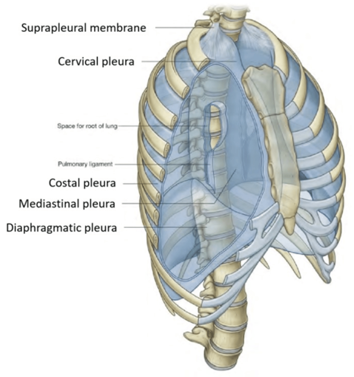 <p>The thickening of the fascia over the apex of the lung</p>
