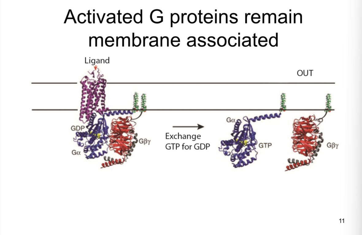 <p>look at slide </p><p>after activation as well </p><ul><li><p>they are NOT fixed, they can move within the membrane</p></li><li><p>stay associated with membrane in general region by receptor</p></li><li><p>non-soluble cytoplasmic proteins </p></li><li><p>There are so many</p></li></ul><p>Sig:</p><ul><li><p>so many signalling pathways in the cell </p></li><li><p>each activated by g-proteins</p></li><li><p>if you apply NE to cell, and activates NE receptors, g protein should NOT turn on all the pathways</p></li><li><p>that is why it is important that it has a general vicinity </p></li></ul>
