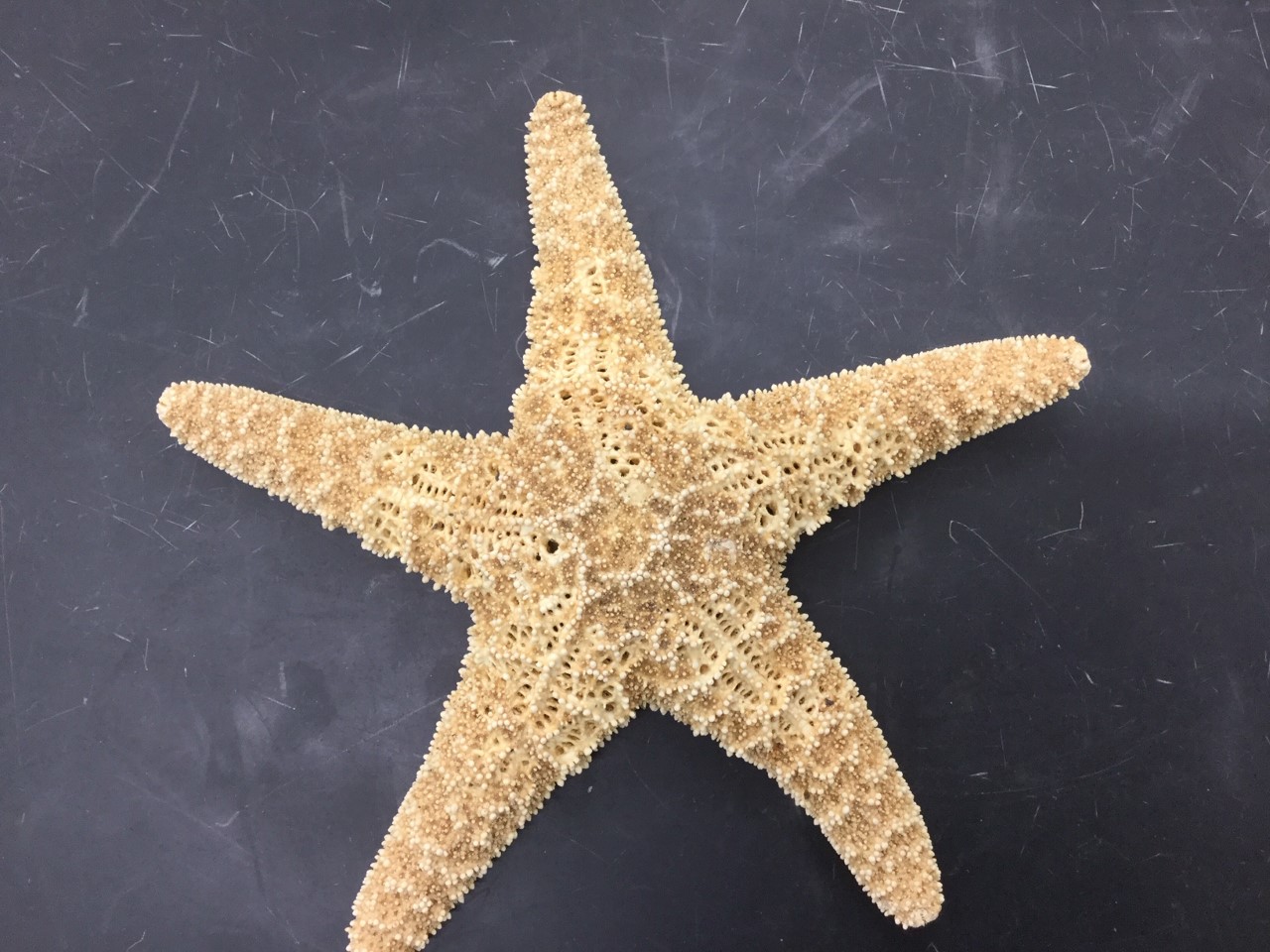 Identify Phylum, class, and species