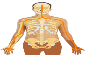 <p>muscle movement impulses carried out from the brain</p>