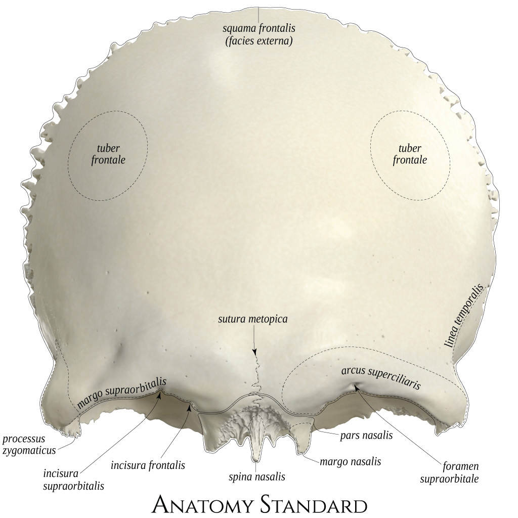 <p>Squama frontalis, tuber frontale, glabella, arcus superciliaris, sutura frontalis, facies temporalis.</p>