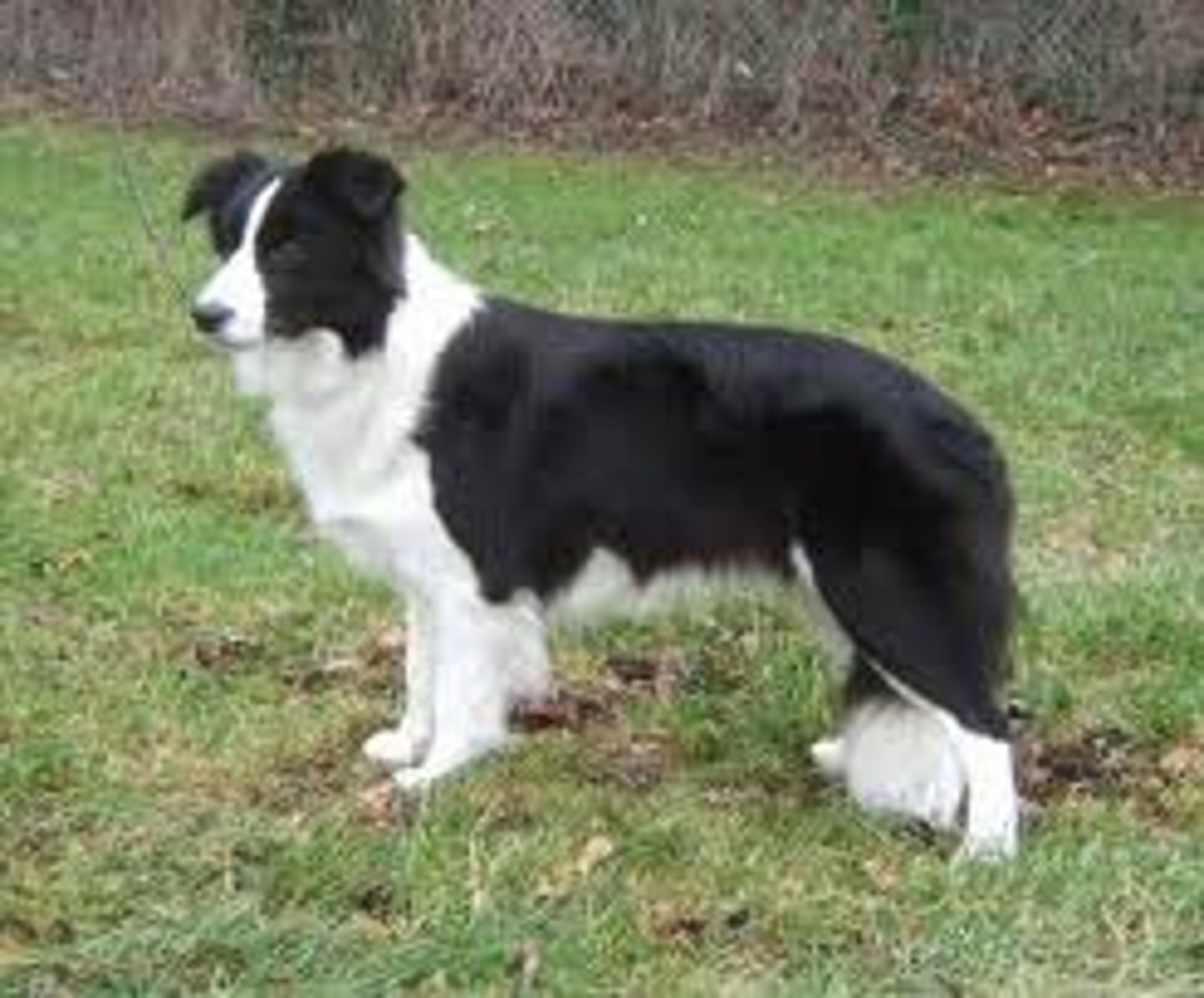 <p>Herding</p>