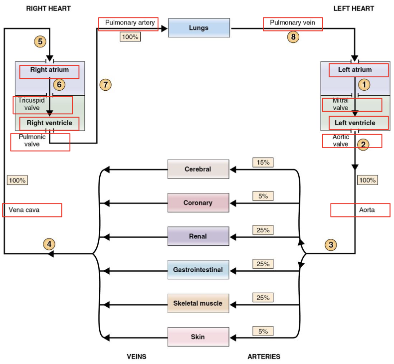 <p>arteries → arterioles → capillaries → venules → veins</p><p></p>