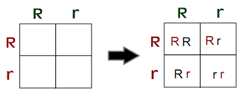 <p>A diagram used to predict the genetic outcomes of a cross between two individuals, illustrating the possible allele combinations of offspring. It applies rules of probablility that predict that outcome of a genetic cross. It helps to determine observable traits.</p>