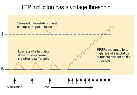 <p><strong>High-rate stimulation</strong> produces EPSPs that <strong>summate</strong>, depolarizing the membrane enough to cross the LTP threshold.</p>