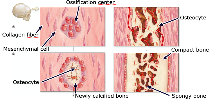 <p>bone develops directly on a “mat” of collagen fibers (e.g. most of the flat bones of the skull, some facial bones, mandible, part of the clavicle)</p>