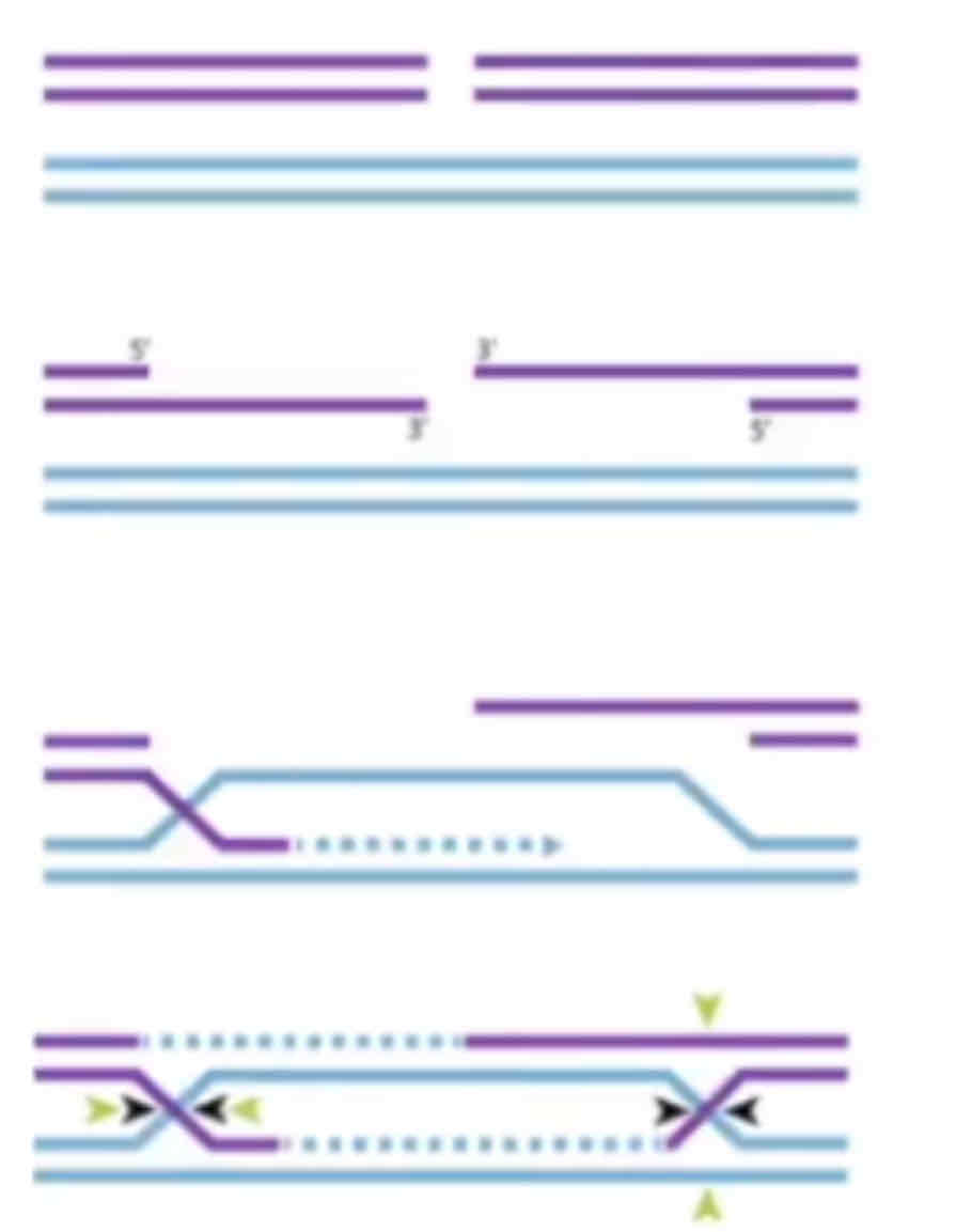 <p>Double-stranded break repair replies on the fact that there are sister chromatids with the same DNA. It uses homologous recombination to fix this. Firstly, the ends are resections so that one strand overhangs the other (only one strand is cut). These overhangs enable strand invasion of the sister chromatid, so that the non-damaged stand can serve as templates for the damaged strands. DNA polymerase extends the damaged strand, and DNA ligase joins it creating Holliday junctions (marked in yellow arrows) - which get resolved to give rise to repaired DNA. This only works in eukaryotes as we have sister chromatids.</p>