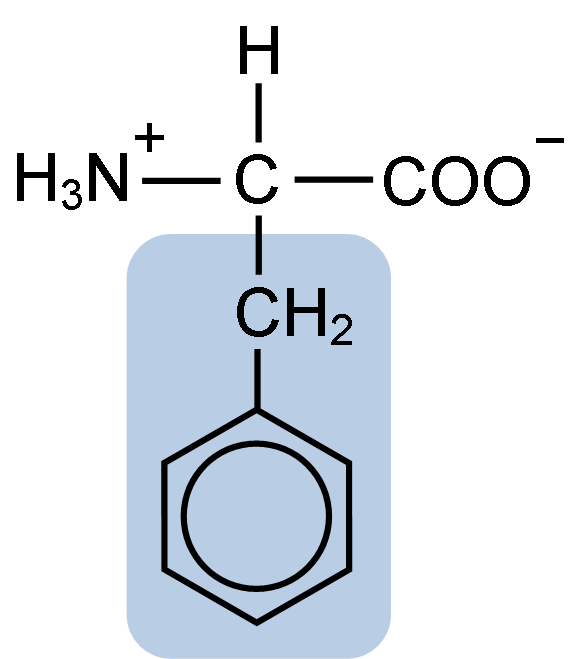 <p>Aromatic; Phe [F]</p>