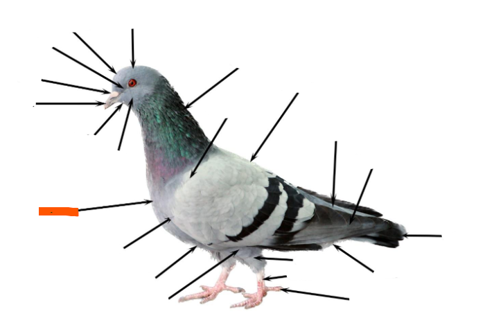 term image